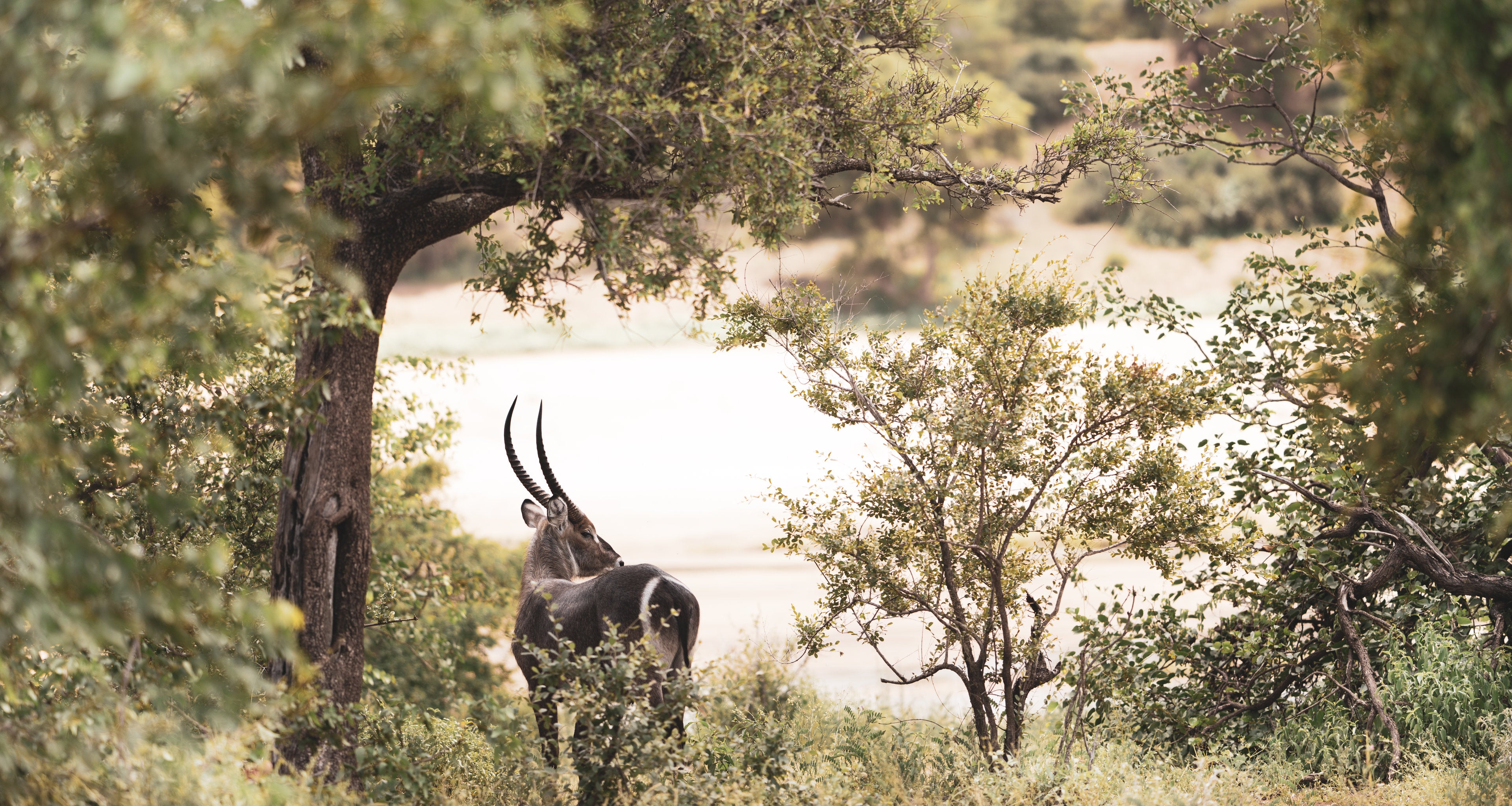 The Careful Waterbuck