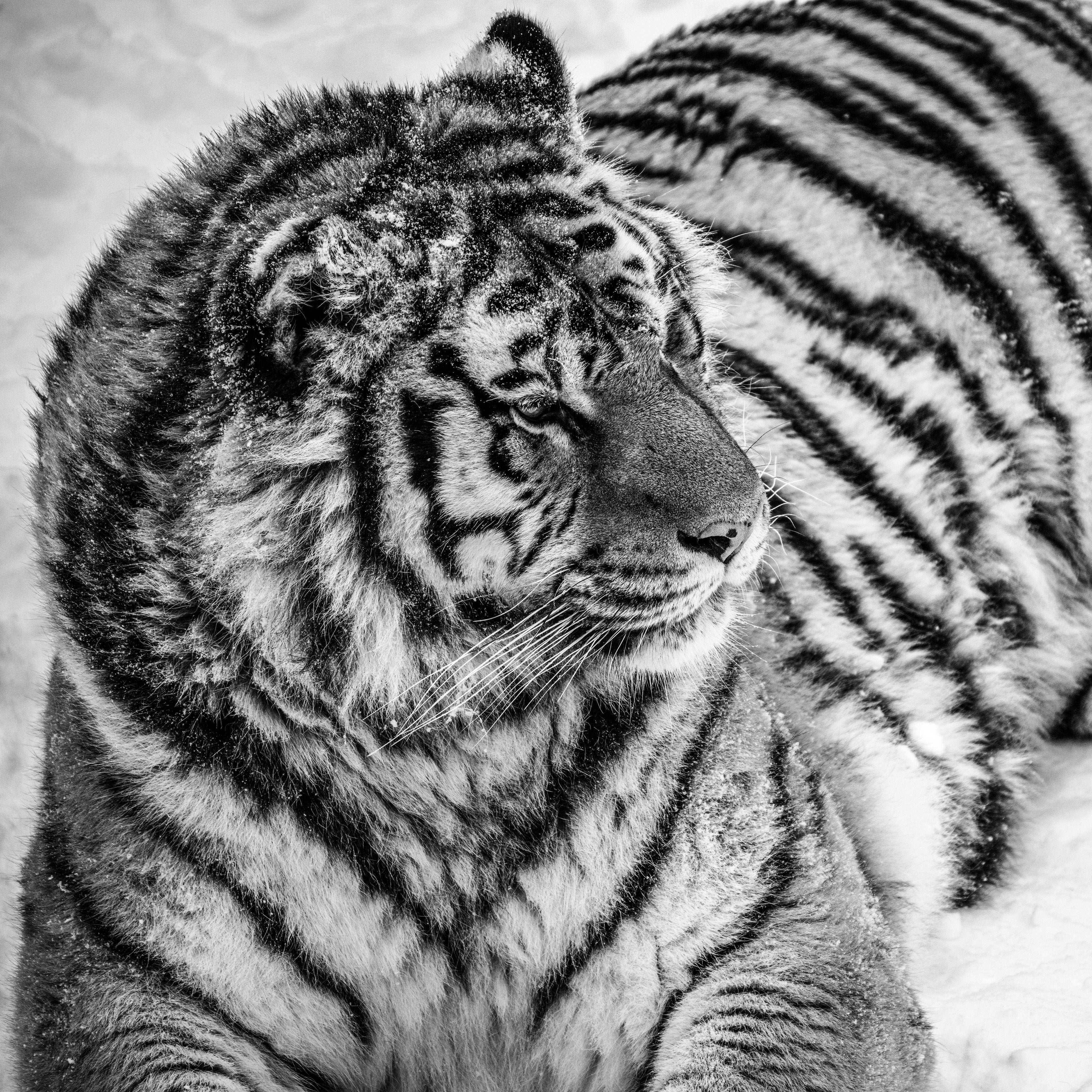 The Quiet Tiger