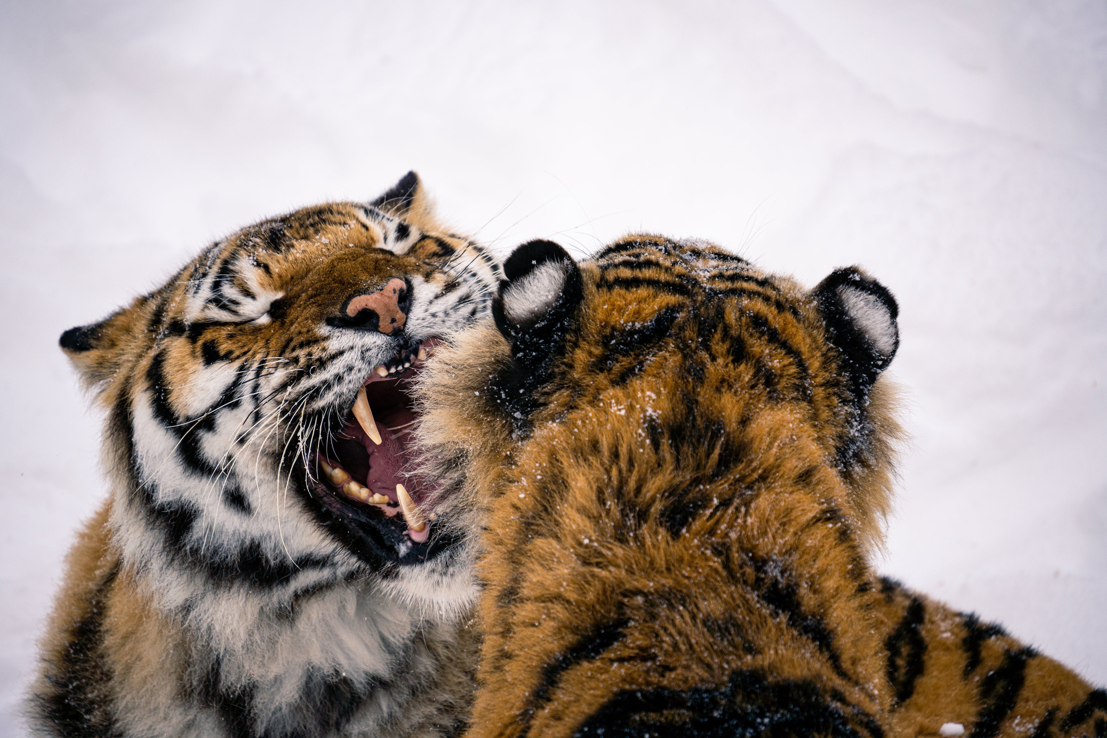 Tigers Under Tension
