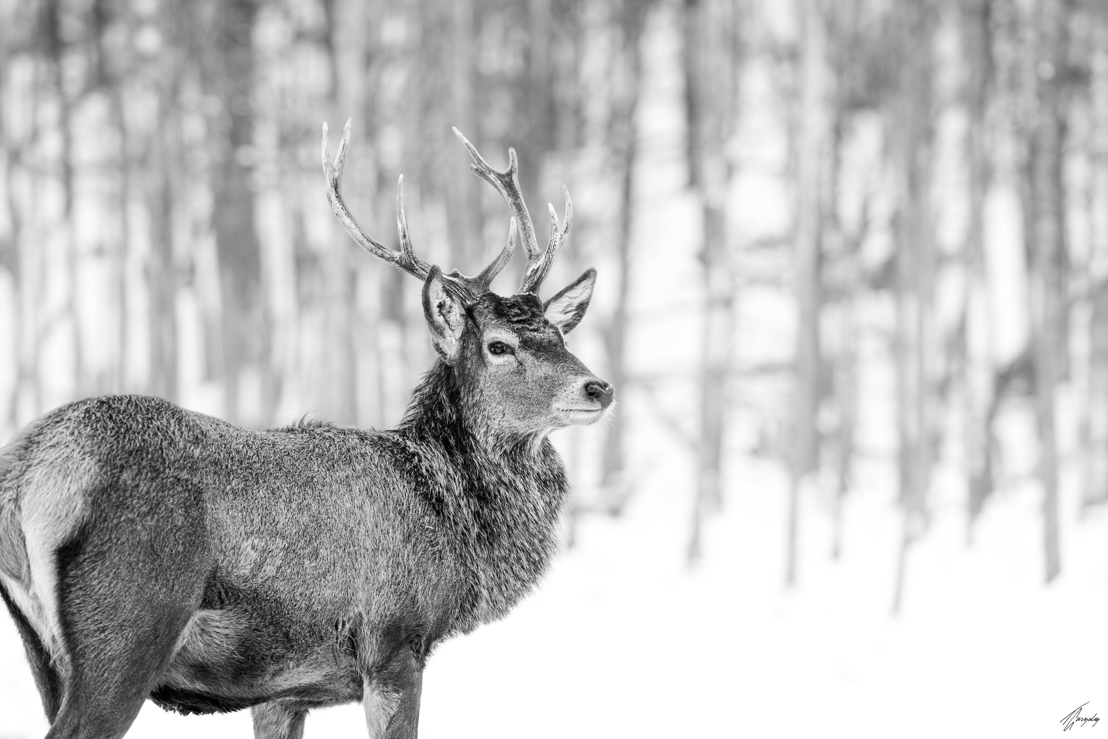 Vigilant