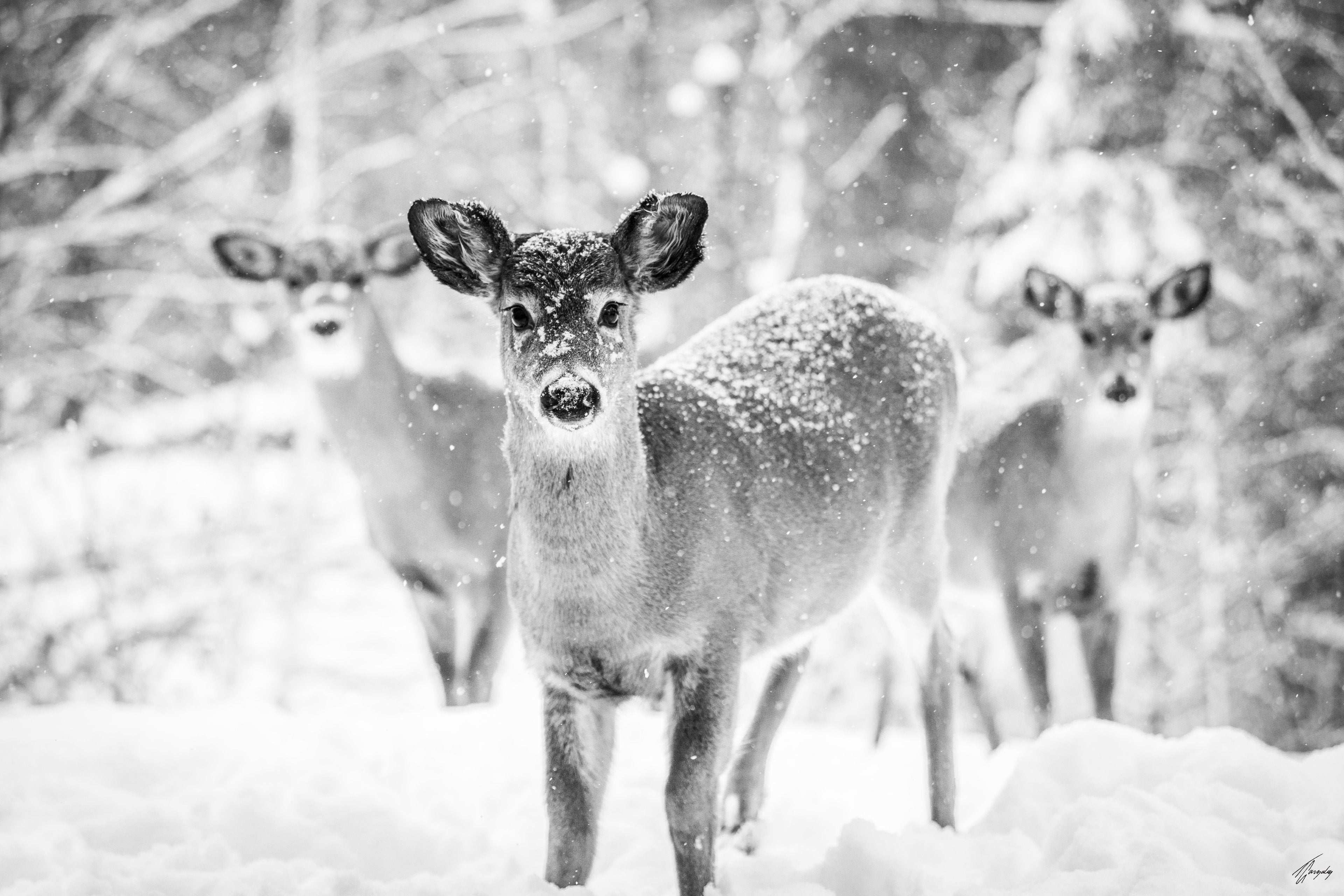 Winter Trio