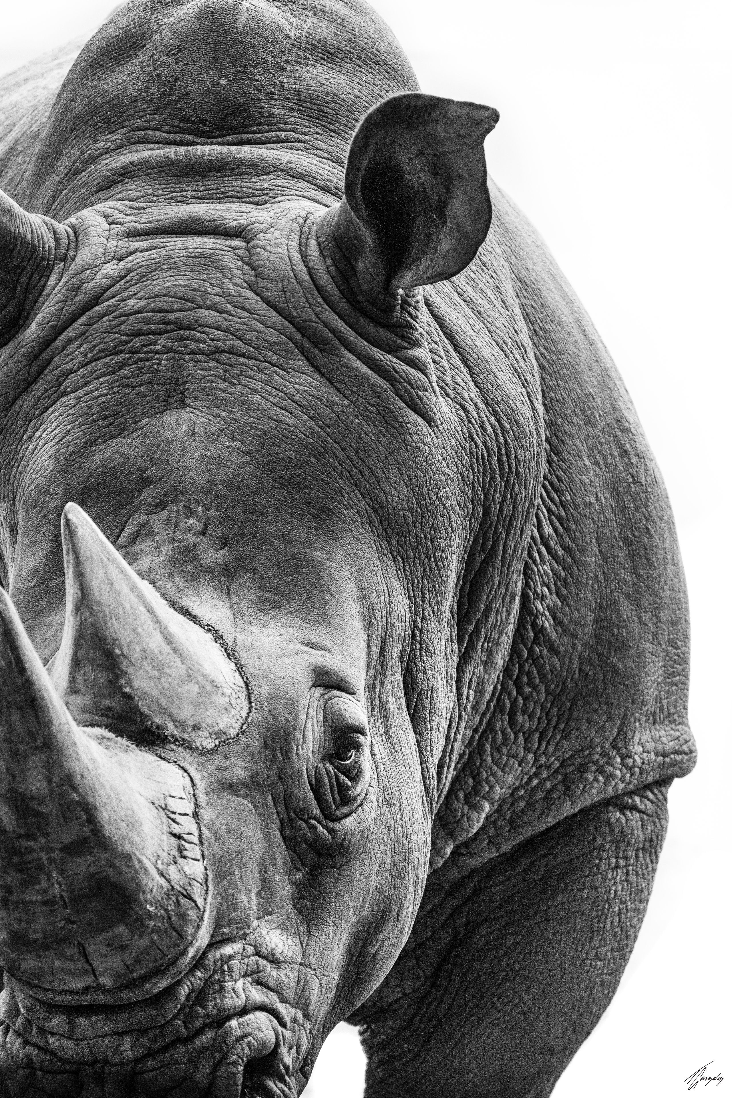Worn Horns