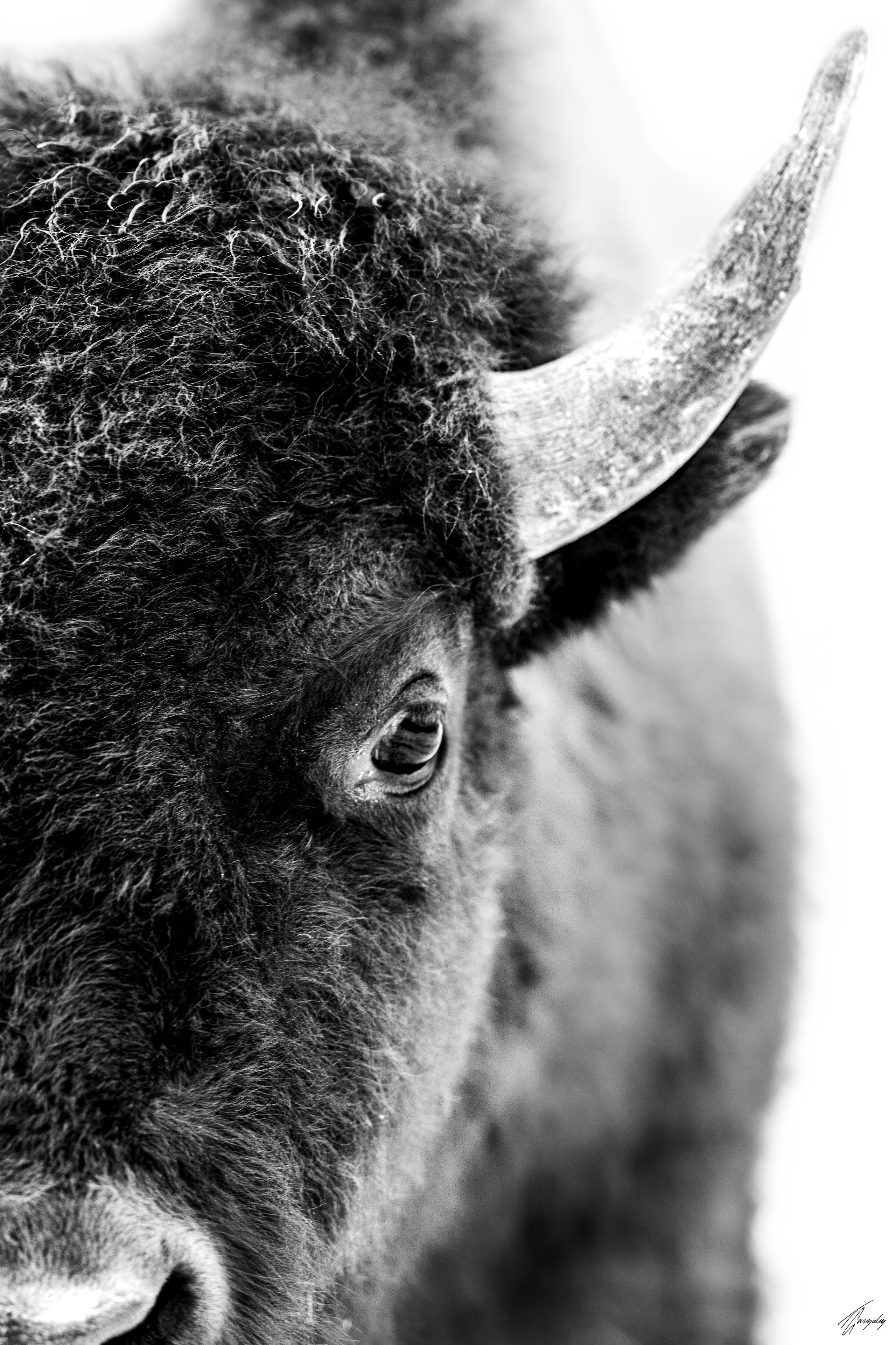 Young Bison