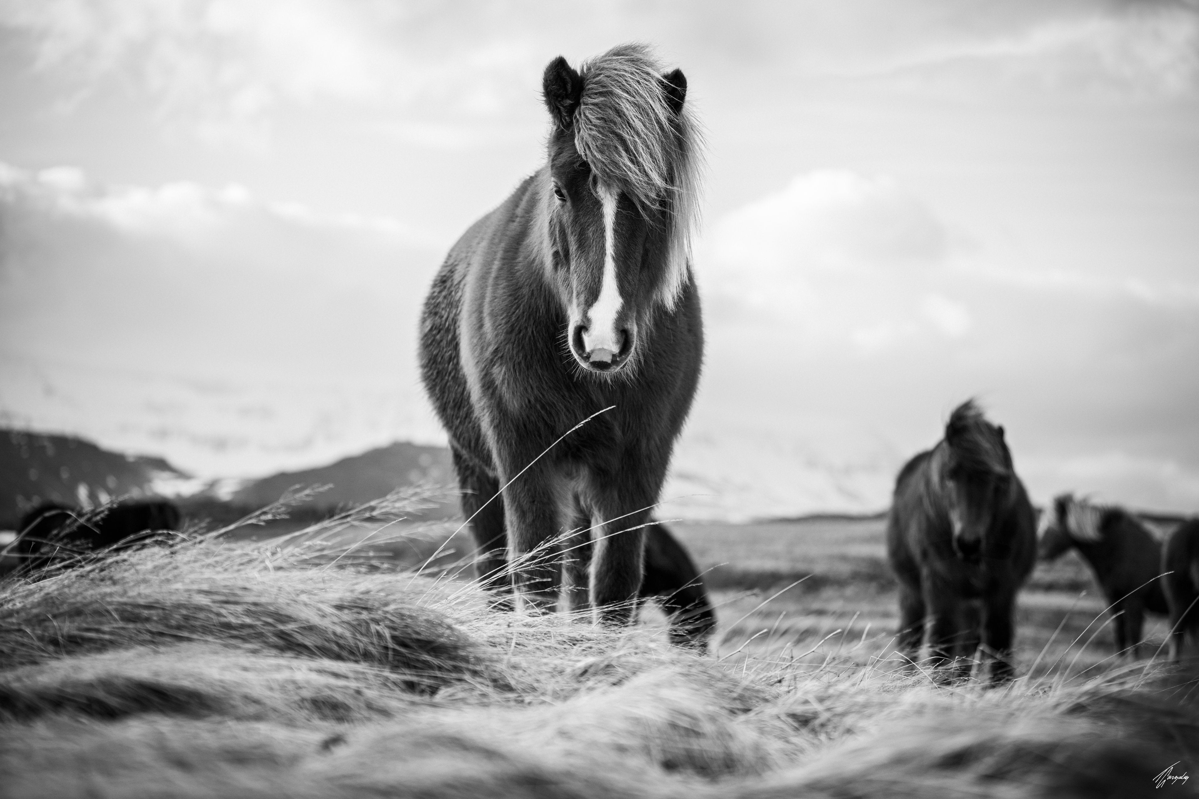 Icelandic horses interacting in natural setting minimalist wall art print capturing curiosity and connection in clean composition