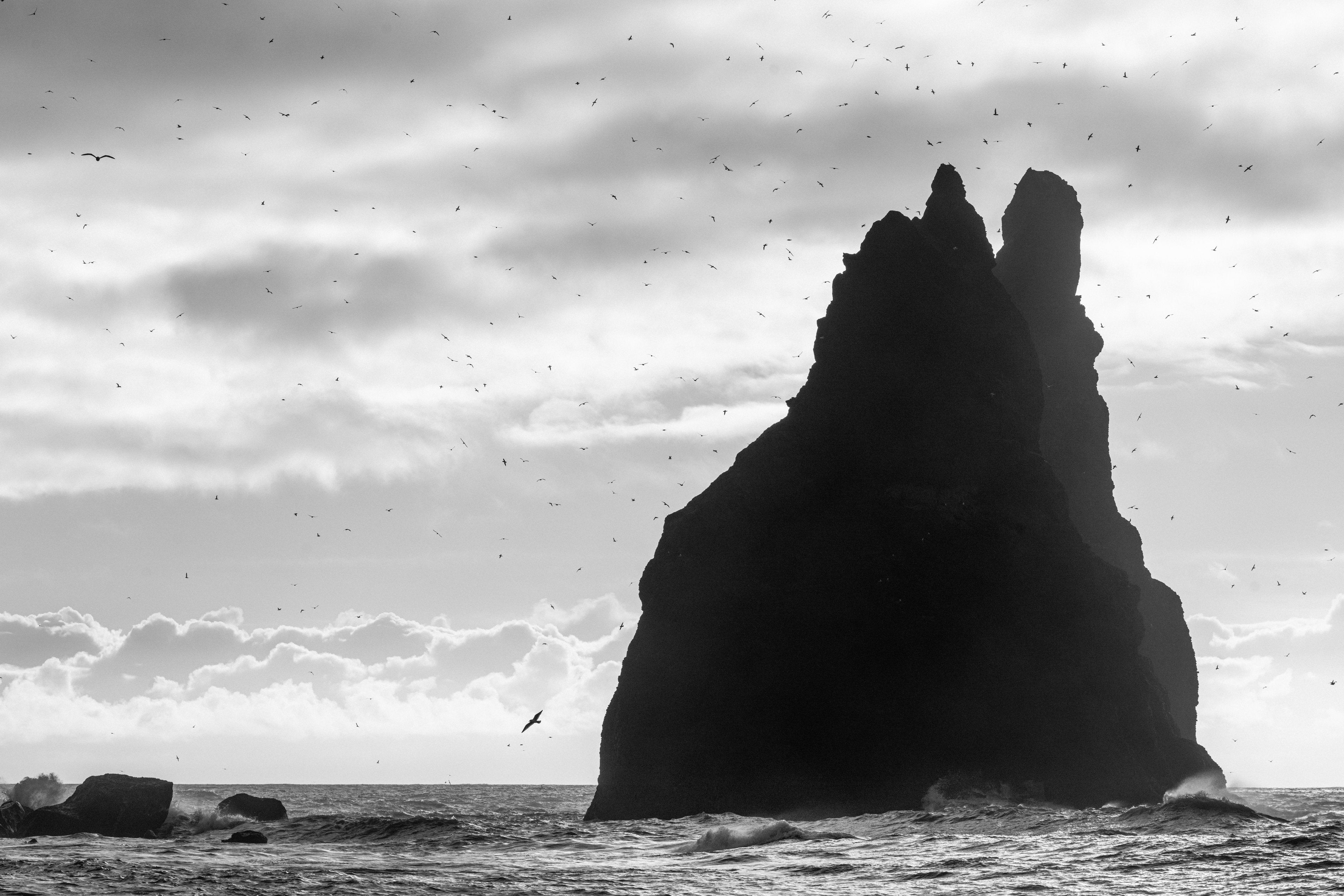 Iceland Coastal Photography | Wildlife Canvas Art Framed | Birds