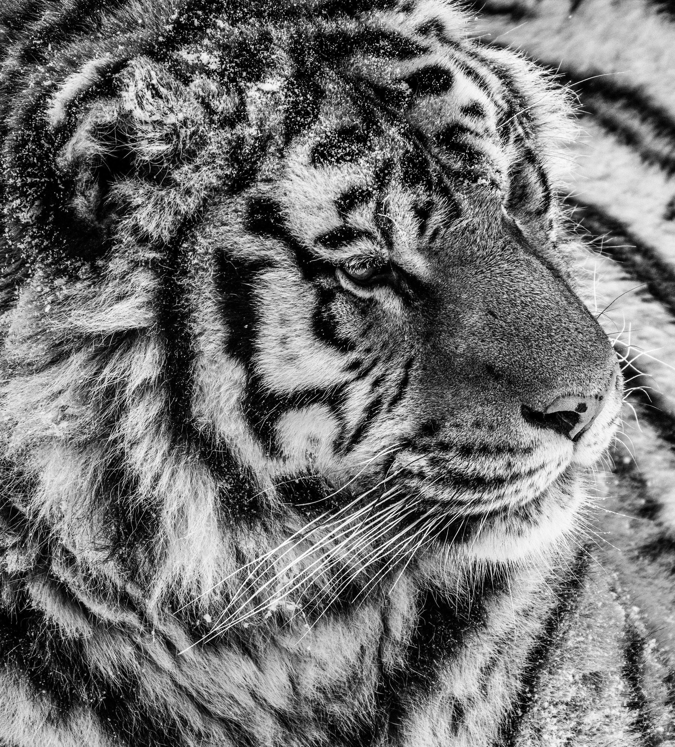 The Quiet Tiger