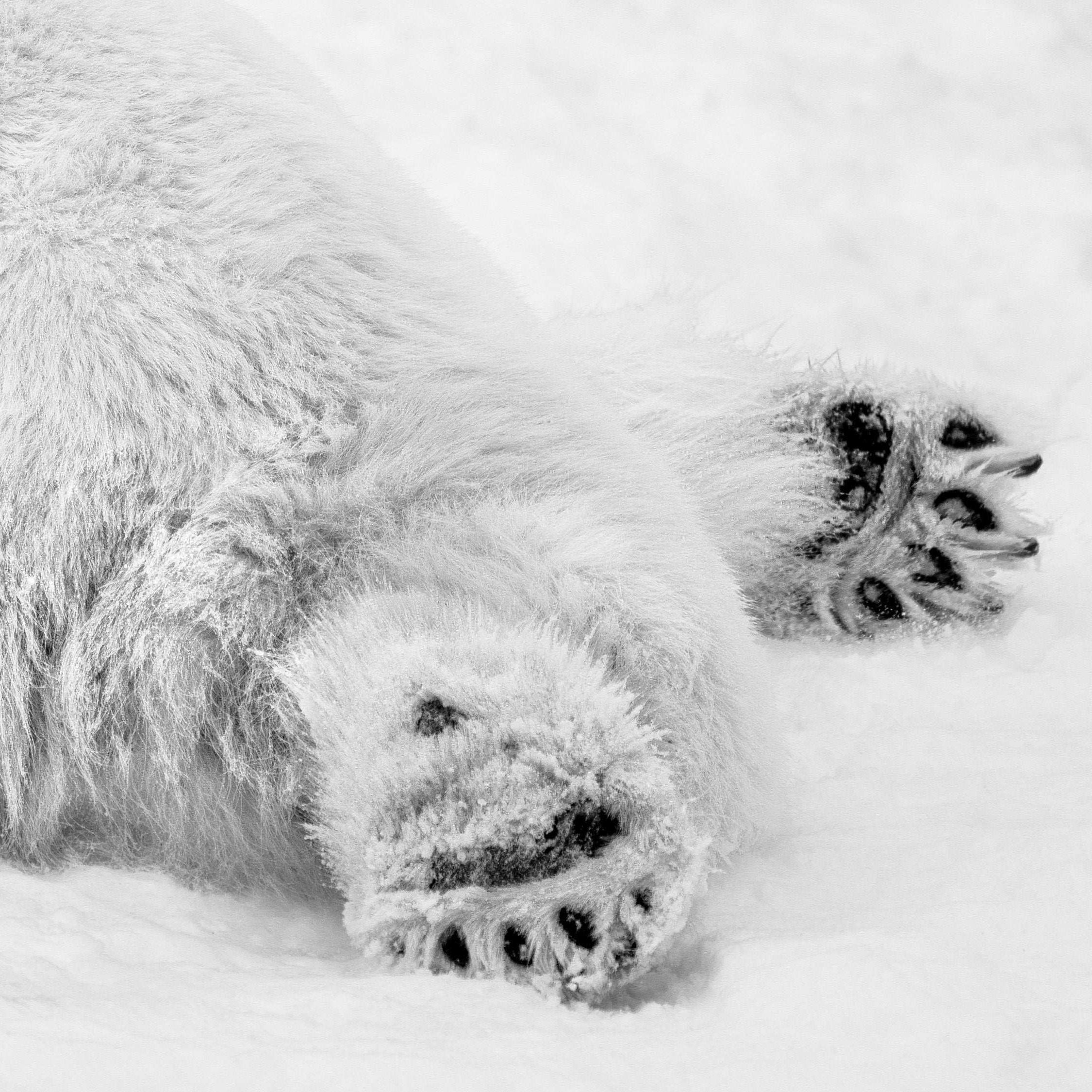 Polar Monday Morning