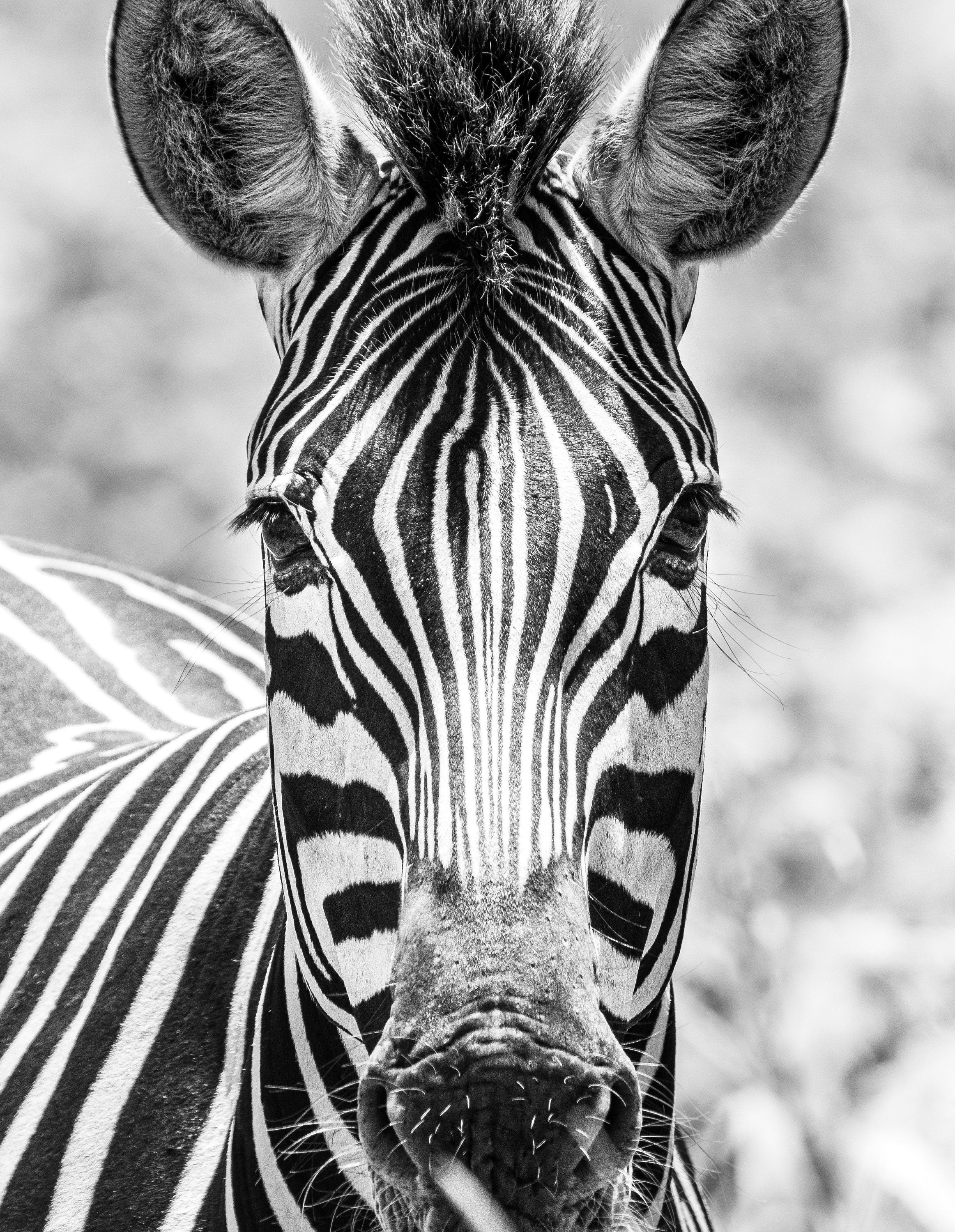 Black and White Connection