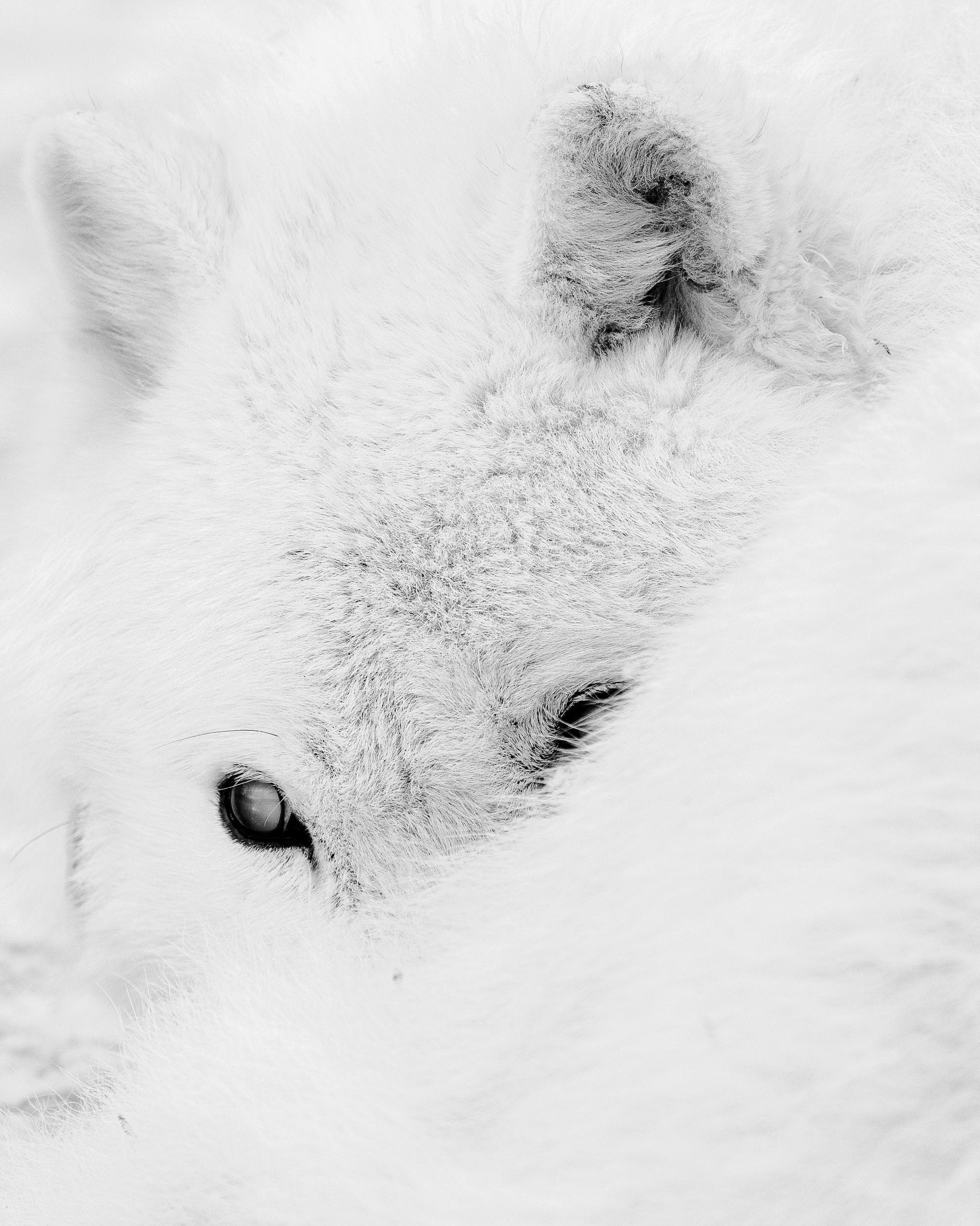 Arctic Wolf