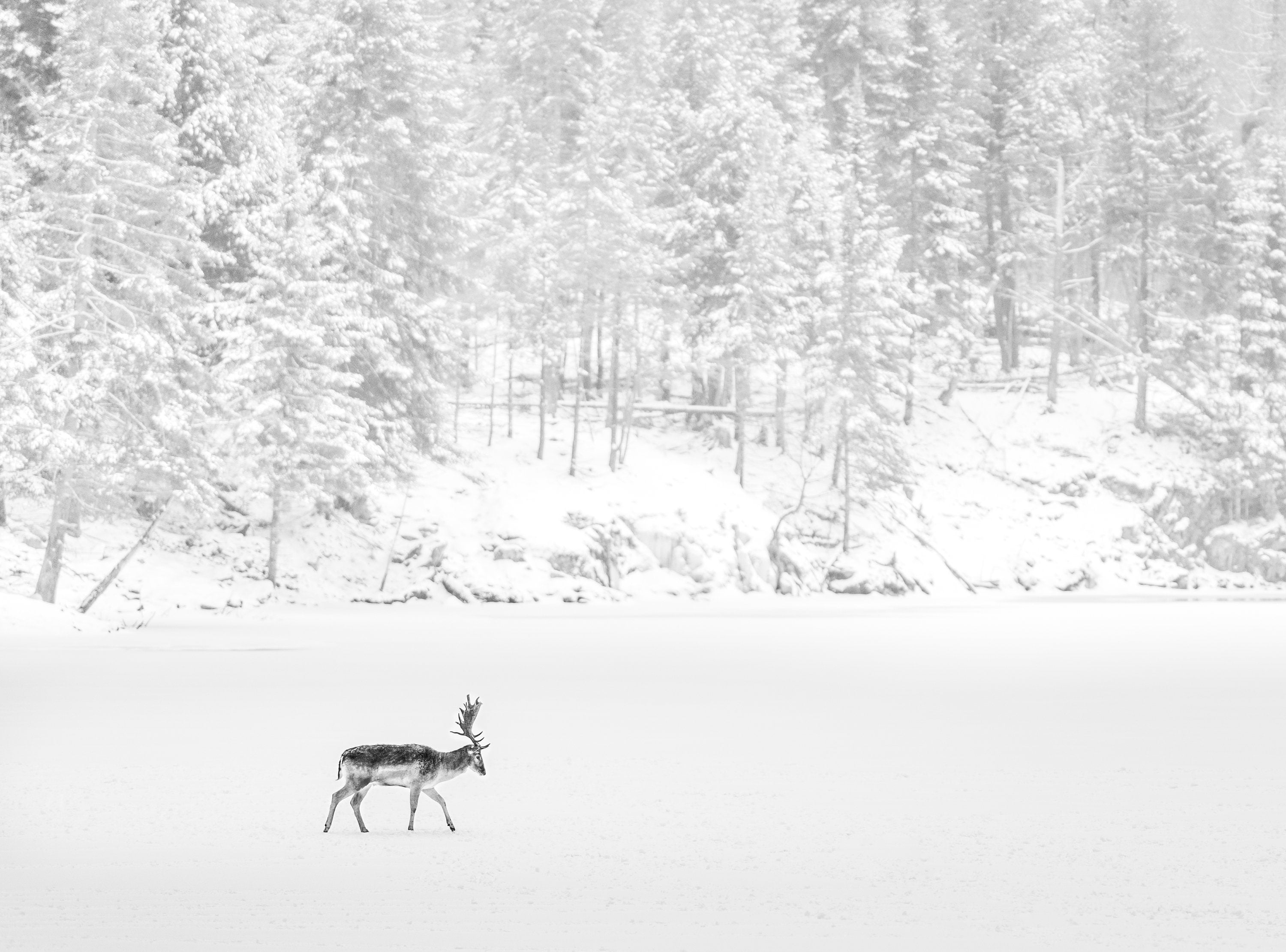 Winter Loneliness