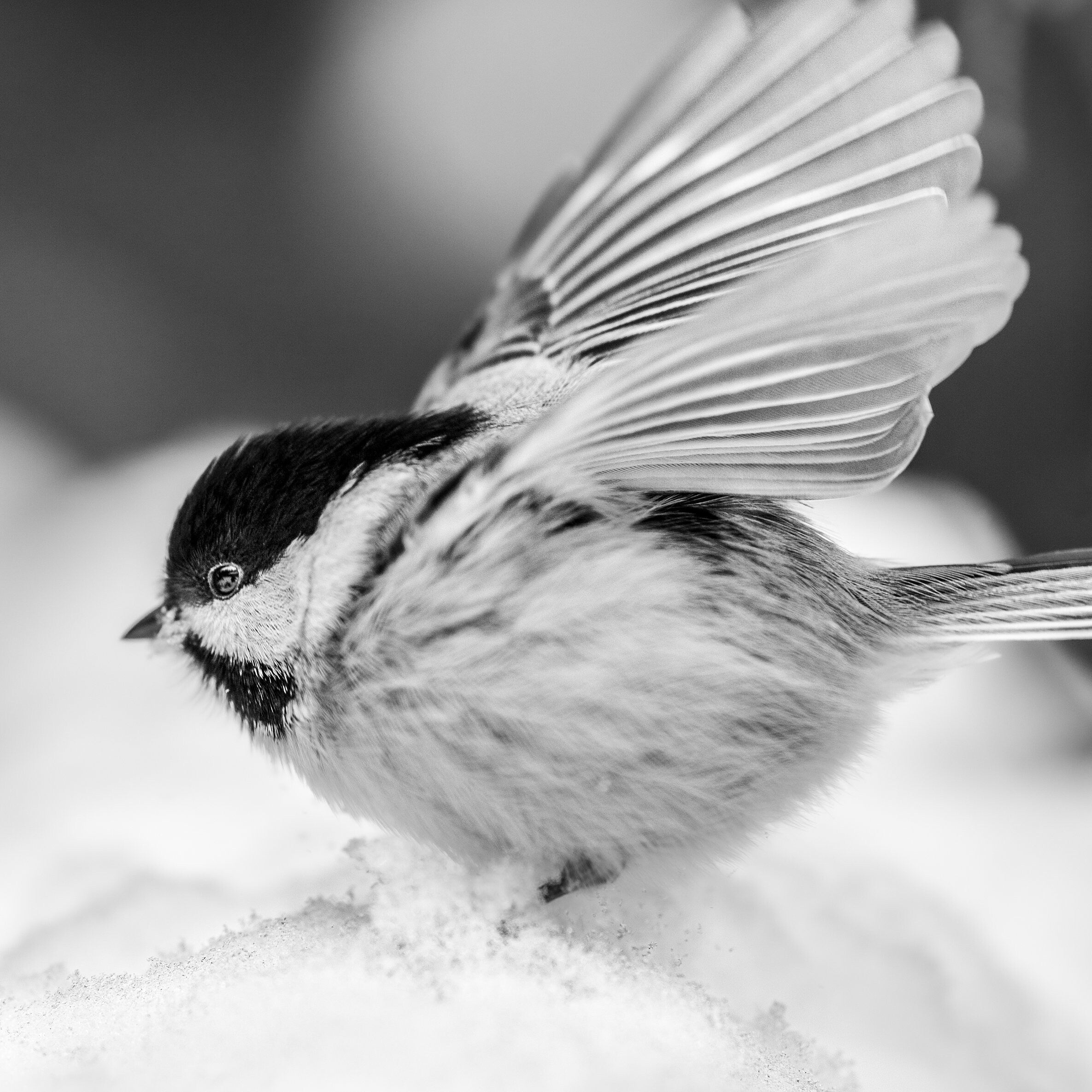 Snow Landing