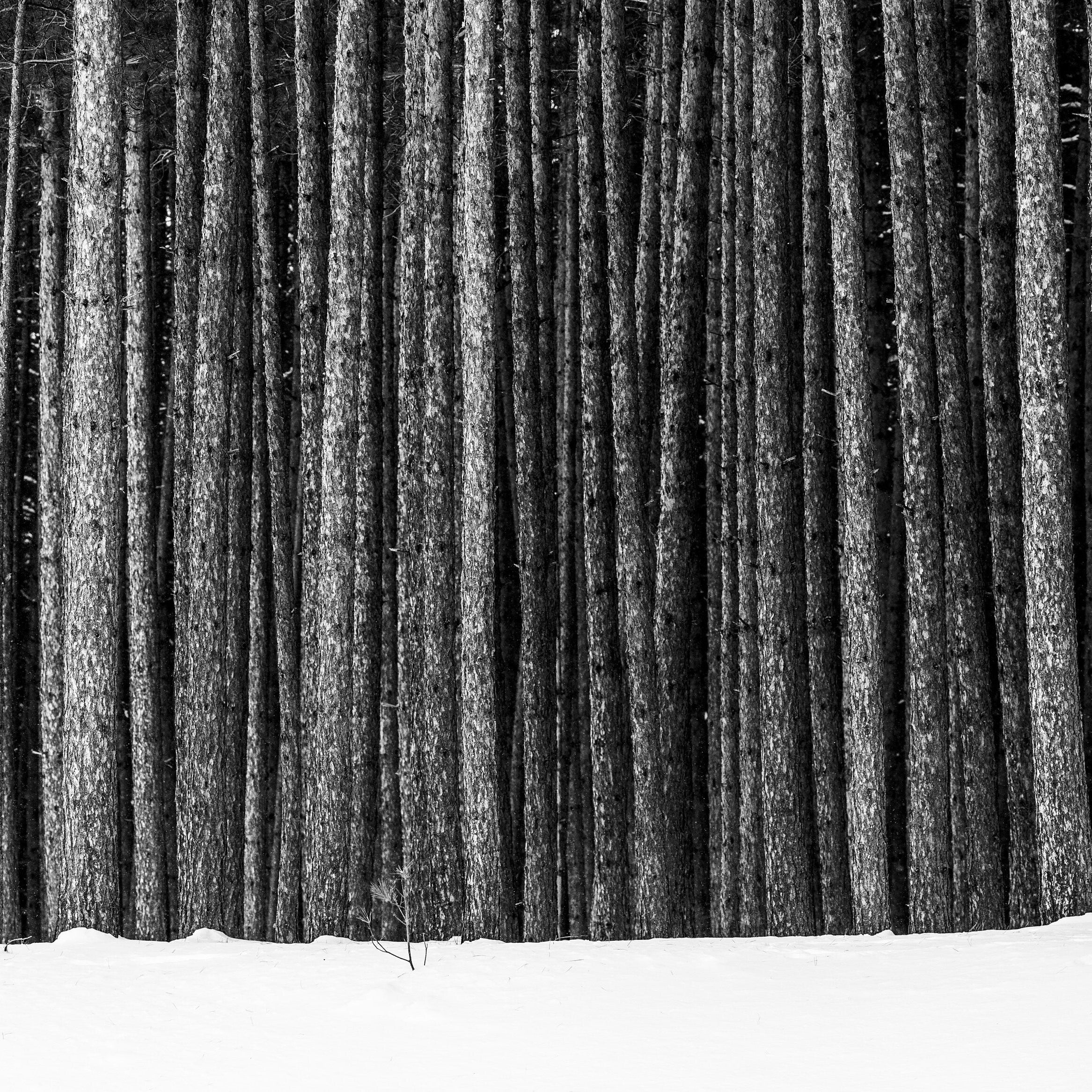 Winter Giants