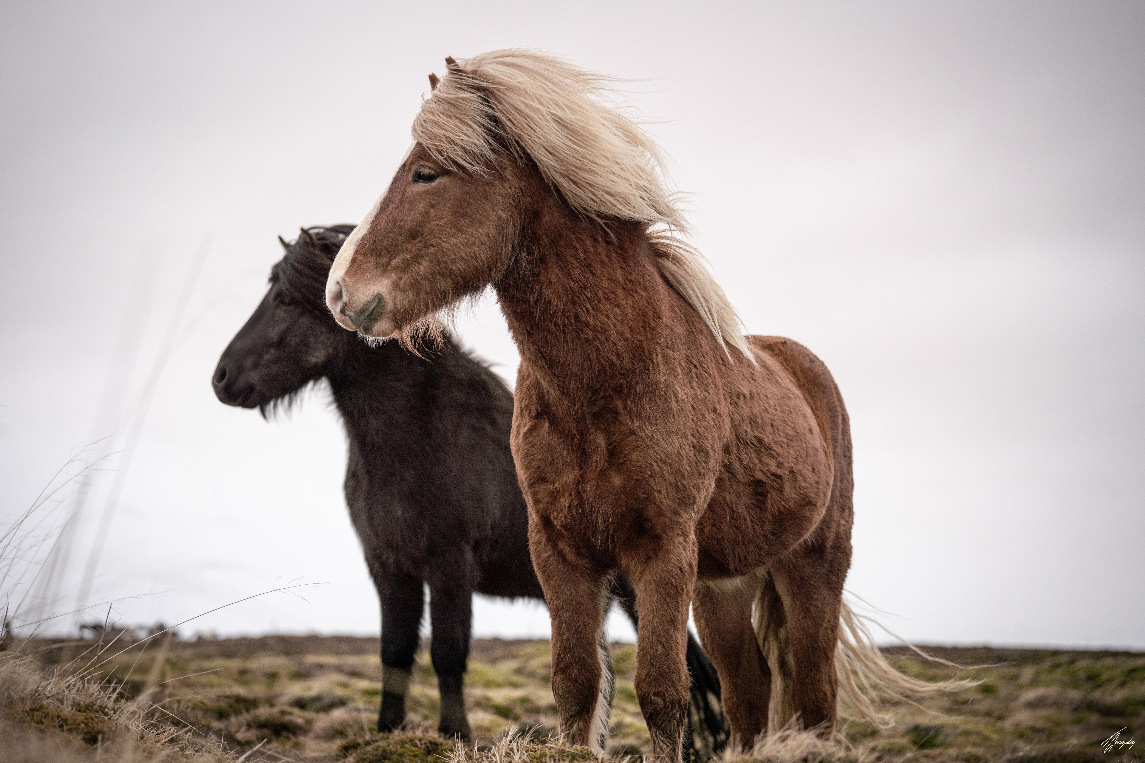 Icelandic horses in close connection fine art photography print minimalist composition expressing trust loyalty and calm presence