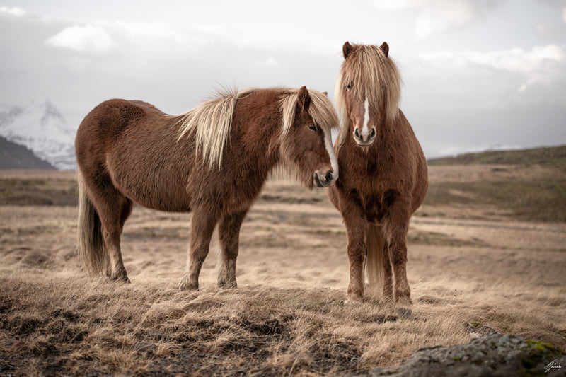Icelandic horses in calm presence fine art photography print minimalist composition expressing softness and quiet connection