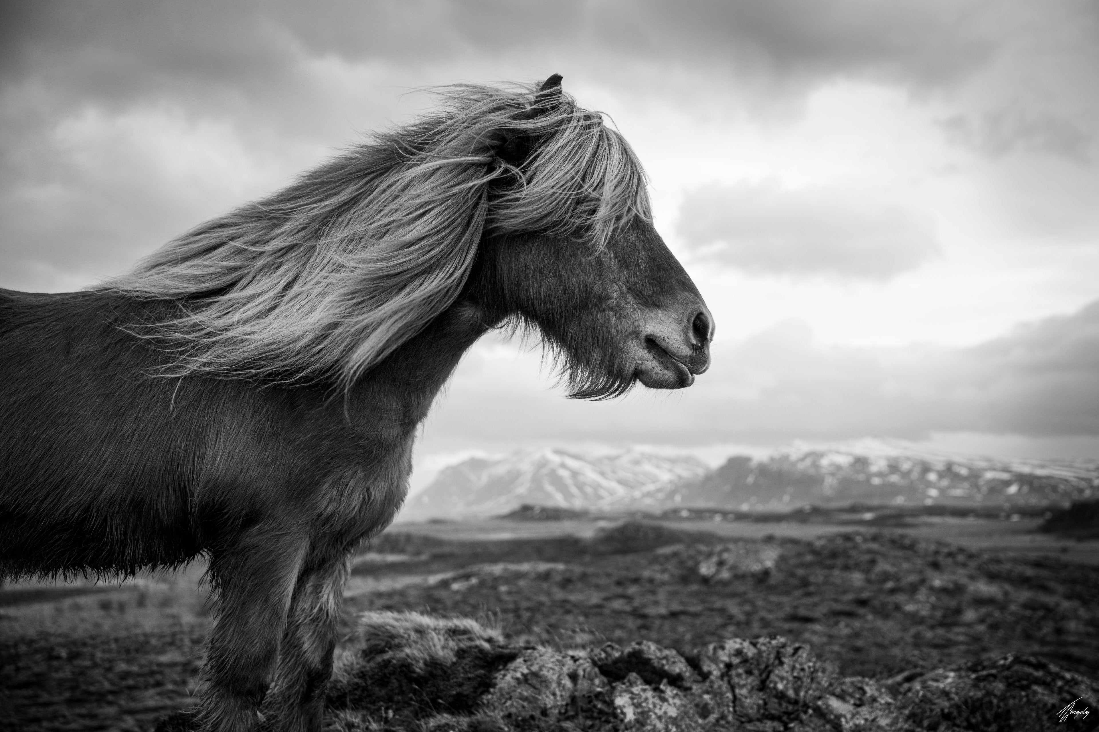 Icelandic horse with powerful presence fine art photography print minimalist composition expressing strength and wild elegance