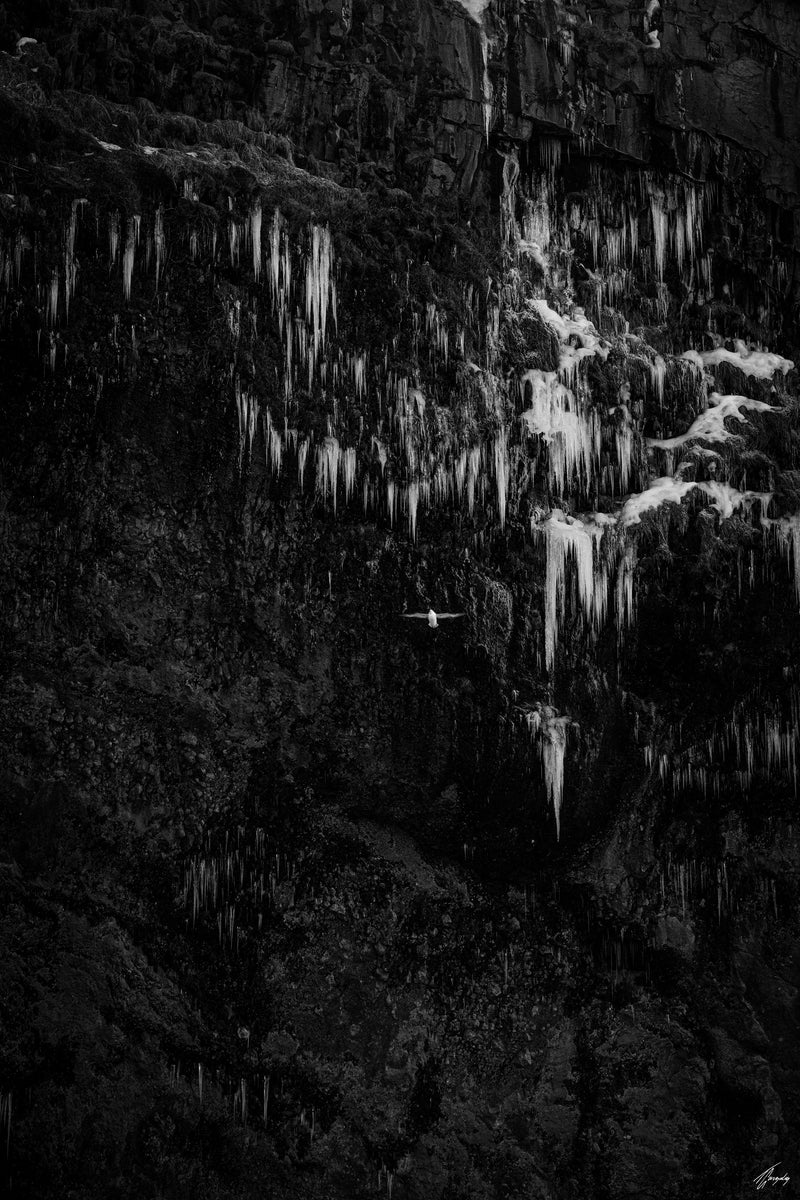 Minimalist Iceland bird in icy landscape fine art photography print with frozen textures and clean composition